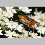 Phasia hemiptera - Raupenfliege m19.jpg